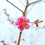 How to Apply for the Academy of Korean Studies Summer Program